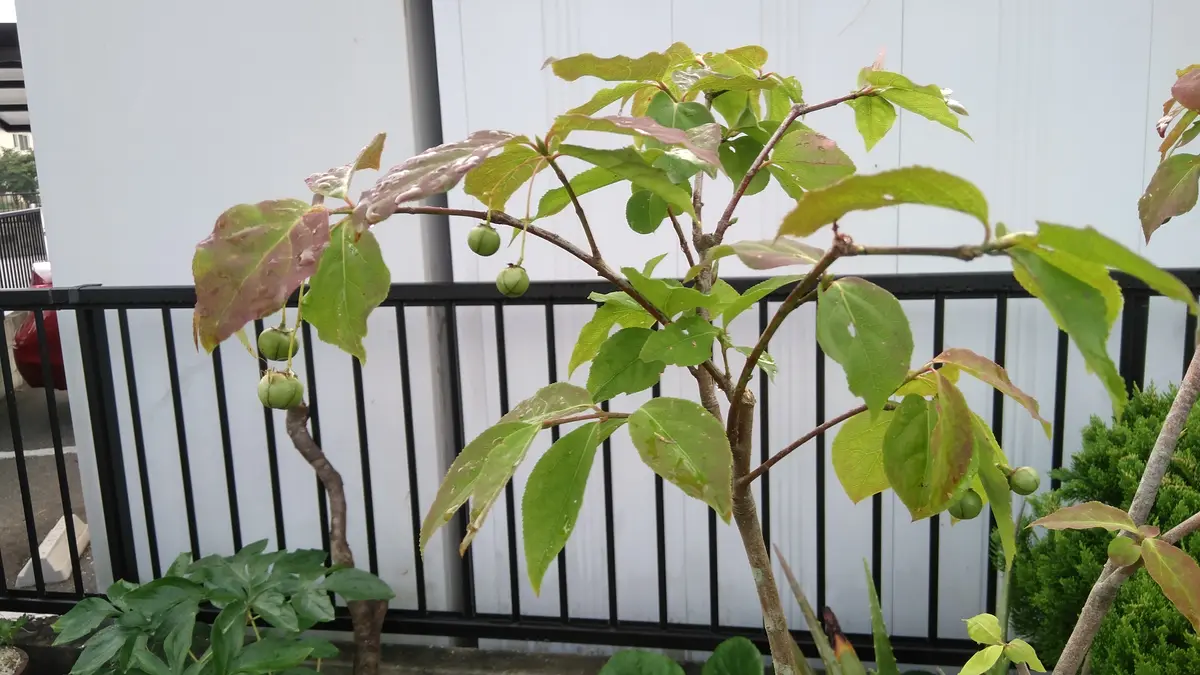 ツリバナマユミの日記一覧|shinji70さんの園芸日記-みんなの趣味の園芸