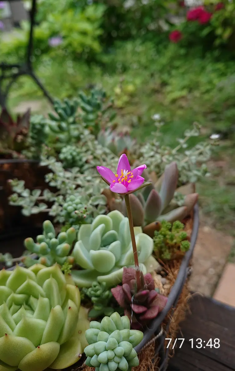 桜吹雪(^^)多肉植物　正規品♡桜吹雪入荷しました！！ 楽天市場】多肉植物 『 桜吹雪 』 9cmポット苗 観葉植物 : 花と