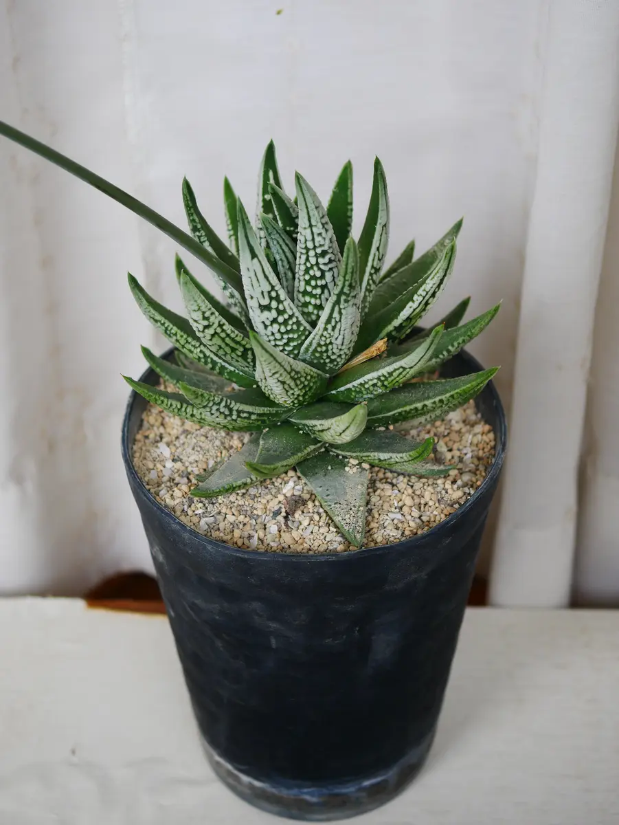 多肉植物 ハオルチア 三仙寿錦 大株 ハオルチアの日記一覧|うめさん 