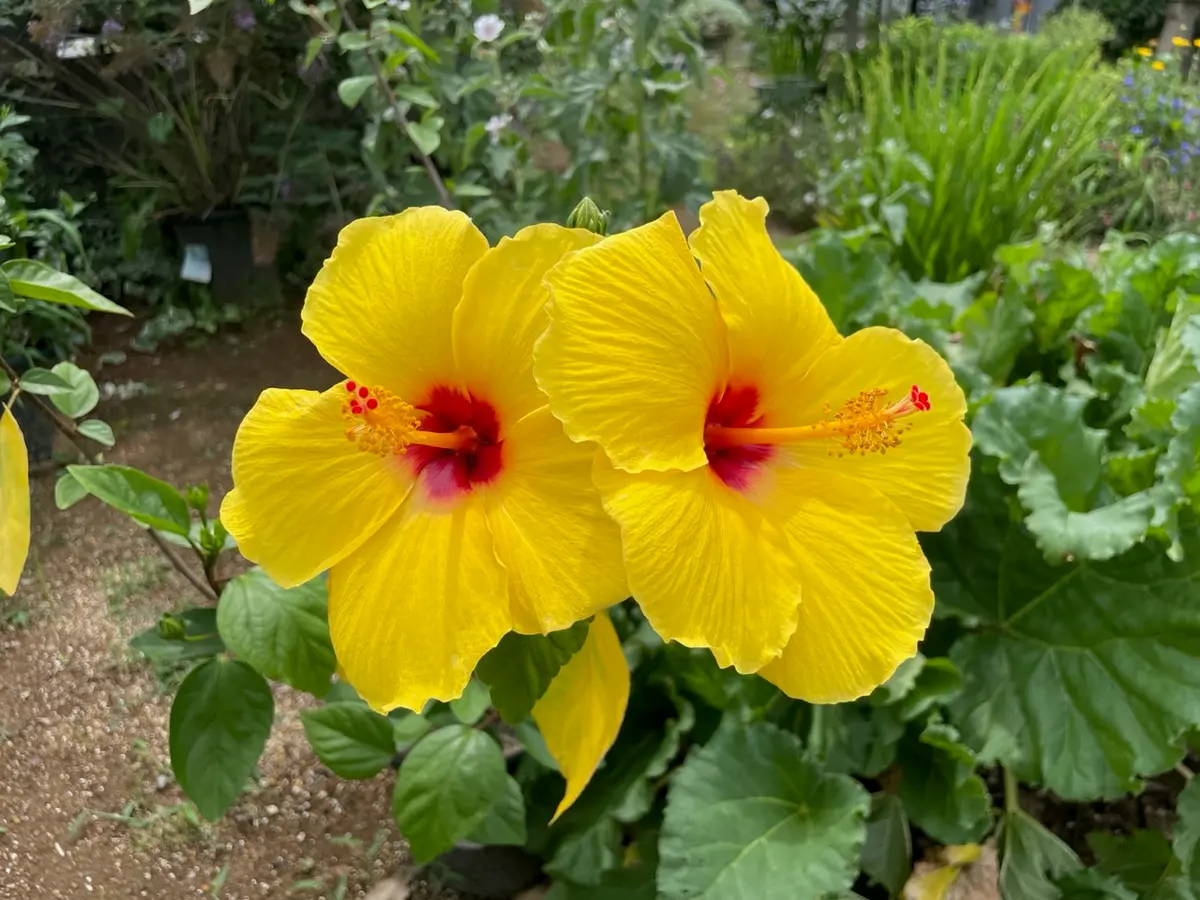 ハイビスカス(サニーウィンド)｜園芸日記byYuccaBoulevard｜みんなの