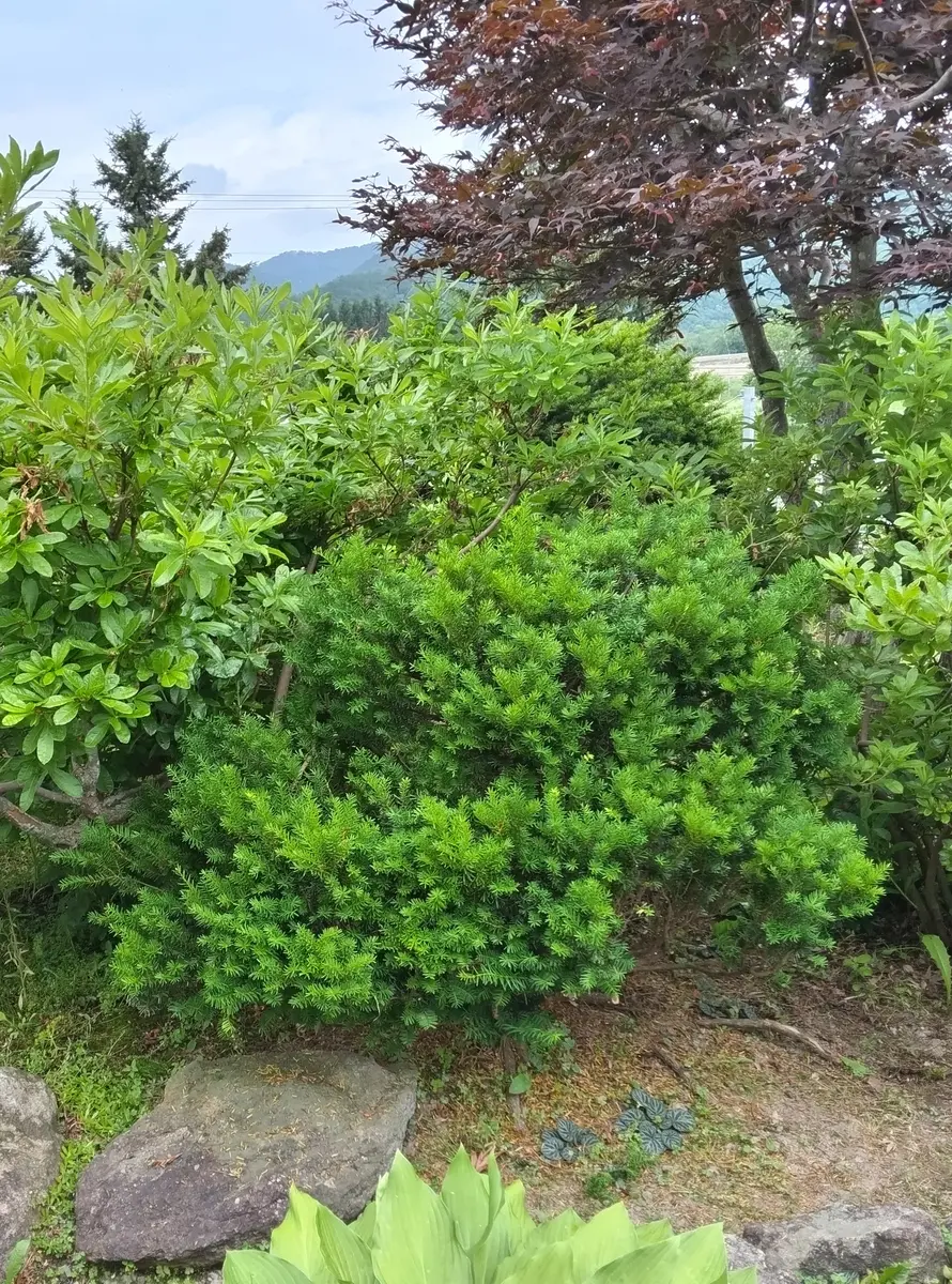 オンコ(イチイ)を剪定しました｜園芸日記byセイヨウミヤコ｜みんなの