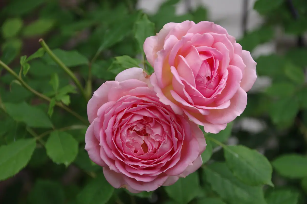 薔薇✕2 虫と薔薇の日々｜園芸日記byみおひめ｜みんなの趣味の園芸｜1358127