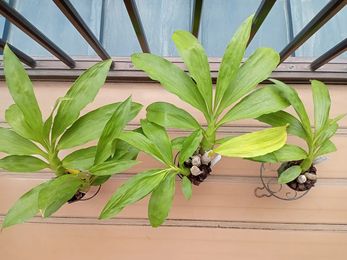 タケノコ蘭が大きくなりました🌿｜園芸日記by塔ノ岳｜みんなの趣味の