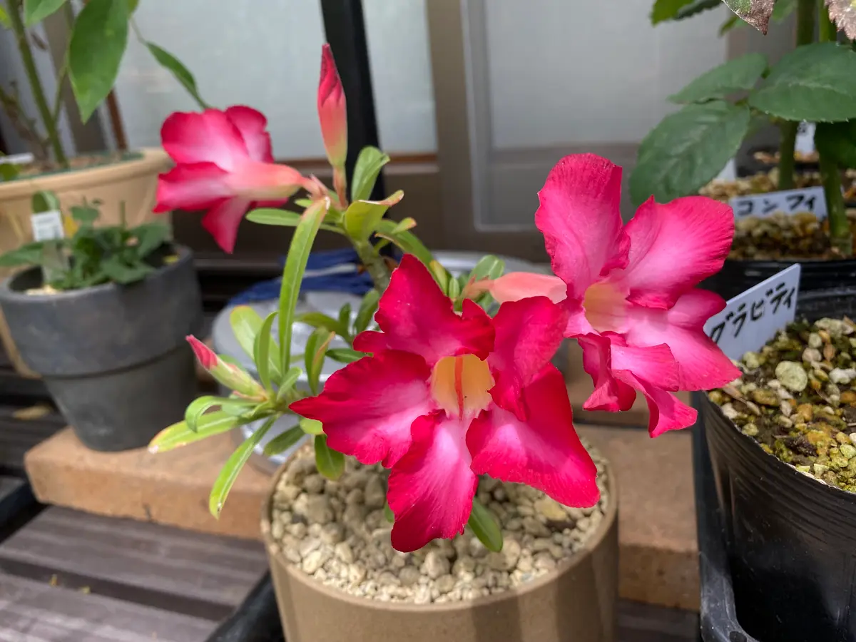 アデニウム開花｜園芸日記byBP｜みんなの趣味の園芸｜1229152
