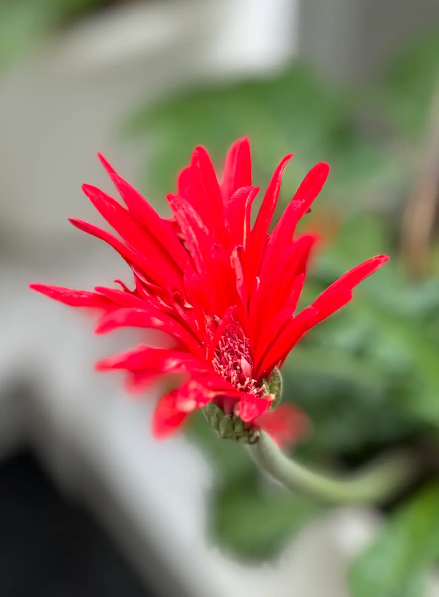 今朝の赤い花｜園芸日記byMemoryofHappyRose｜みんなの趣味の園芸｜1229483