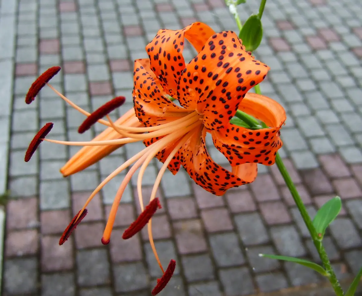 ユリ（48）： オニユリ／野生種＜32＞｜園芸日記by団塊おやじ