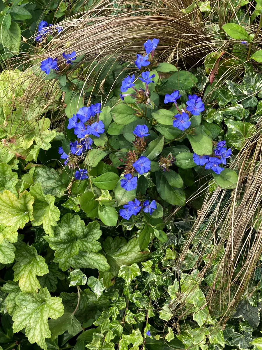 イリス　瑠璃草　花苗　山野草　ガーデニング　青花　草盆栽　虹　ルリソウ 八ヶ岳山野草園つどいの里｜山野草鉢植、ガーデニング用品、生産