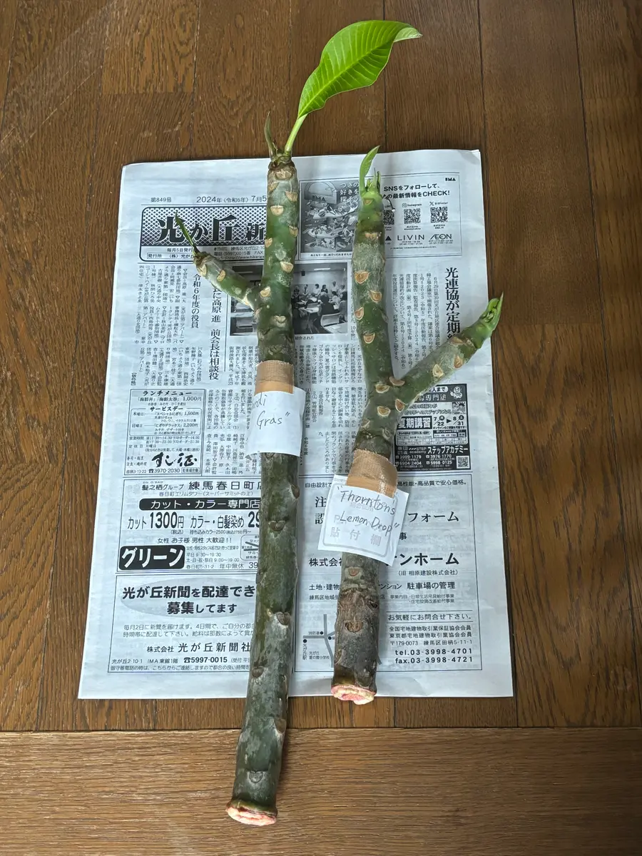 プルメリア挿し木と接ぎ木その1｜園芸日記byハナハナハッピー