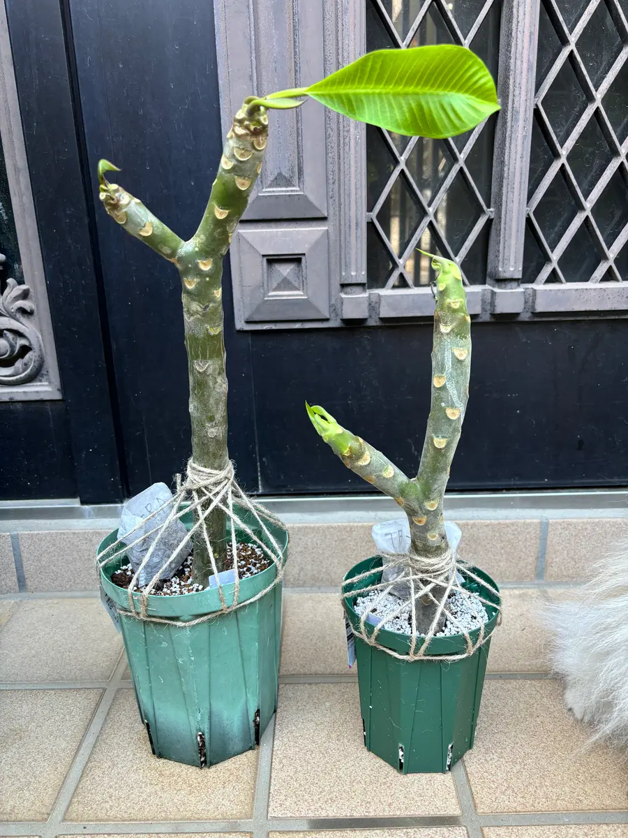 プルメリア Tahitian Sunset挿し木接木苗 プルメリアの挿し木苗の