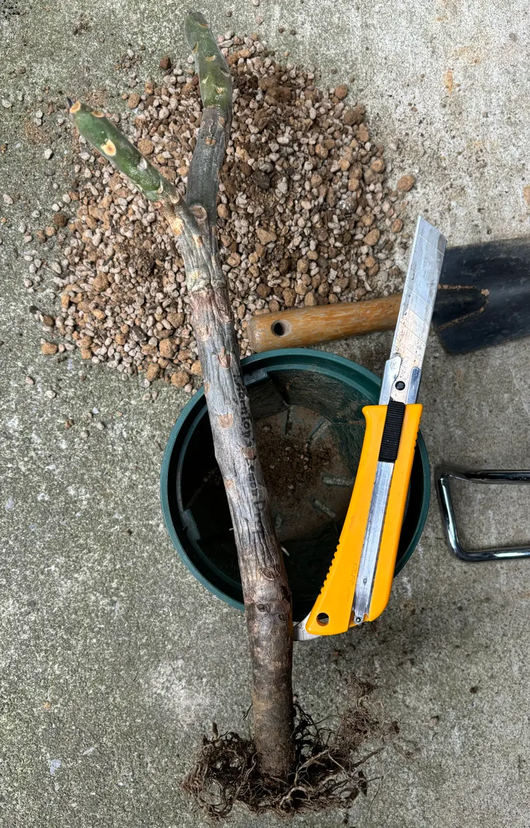 プルメリア挿し木と接ぎ木その2｜園芸日記byハナハナハッピー