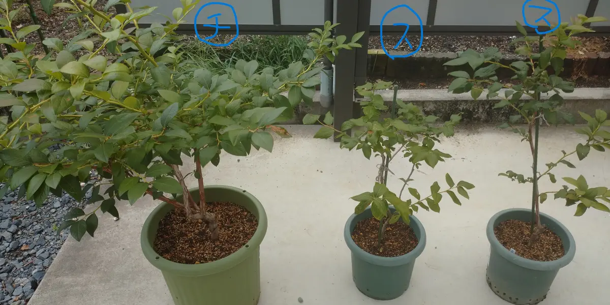 チャンドラーとスパルタンの比較（ブルーベリー）｜園芸日記bytotyan