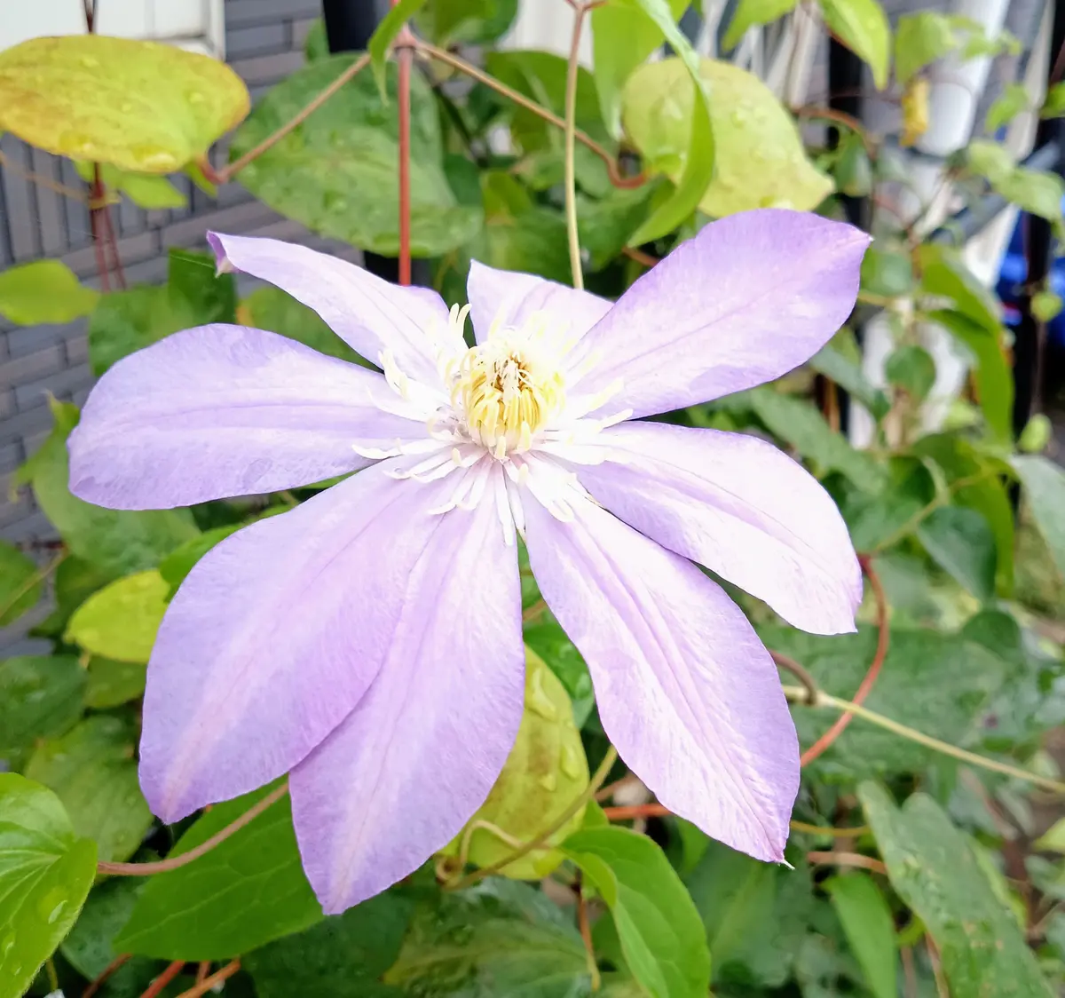 八重が一重になったベルキング｜園芸日記byちゃんえみ｜みんなの趣味の