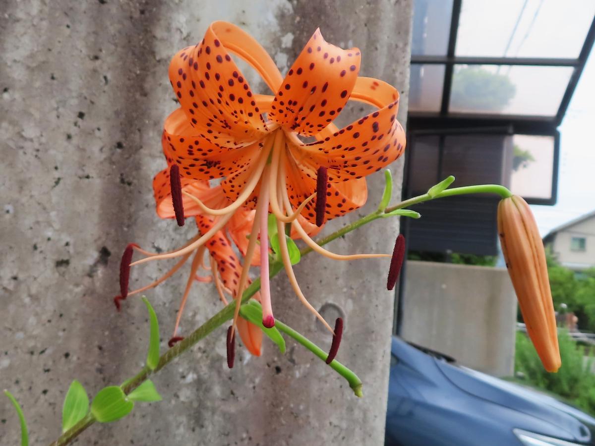 オニユリ・ムカゴの植え付け｜園芸日記byichan｜みんなの趣味の園芸