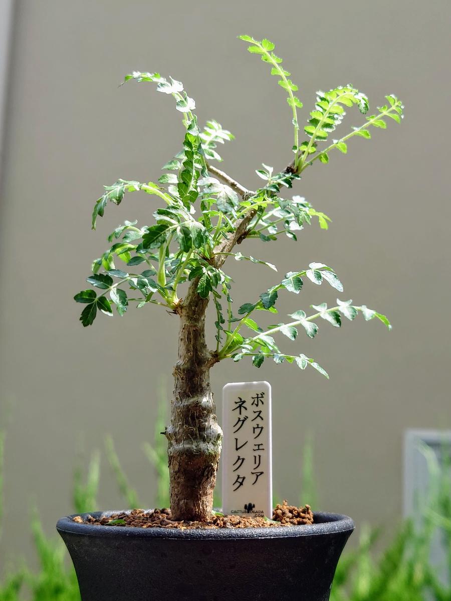 ボスウェリア・ネグレクタさん、ようこそ！！｜園芸日記byPlantskafka 