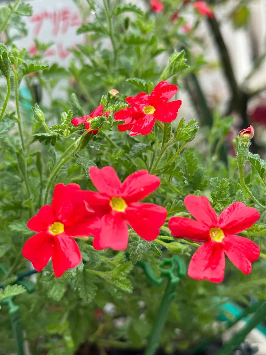 小暑の赤い花 ‣ 中之条花楽の里
