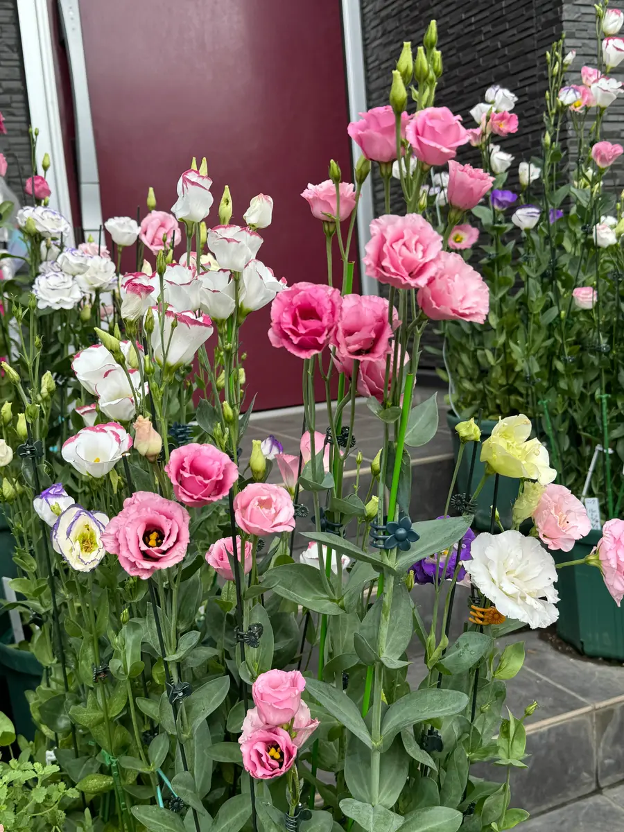 今日のトルコキキョウ 遠くから見た花〔写真1枚目