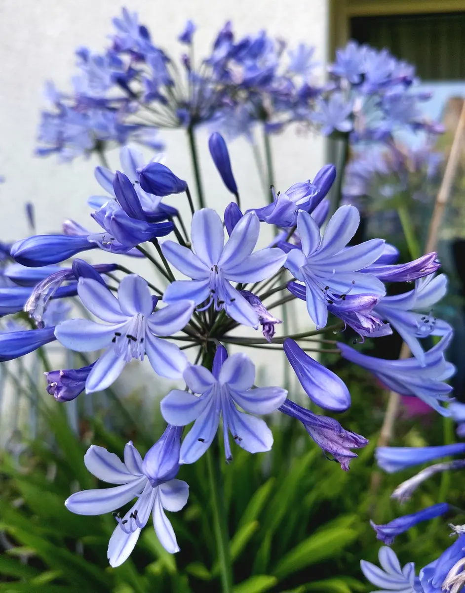 アガパンサス💙｜園芸日記byIrisGarden｜みんなの趣味の園芸｜1231224
