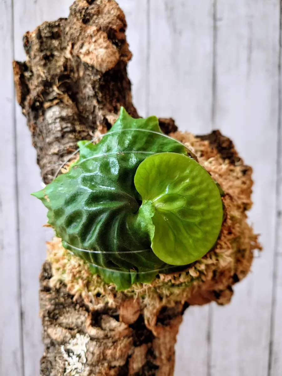 ビカクシダ マダガスカリエンセ　② ビカクシダ マダガスカリエンセ | GREEN LUCK