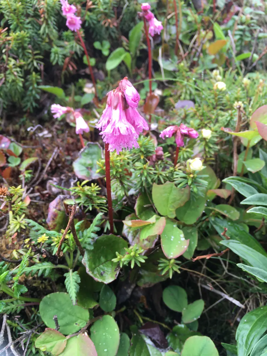 高原と高山の植物〈2〉 (検索入門) | 清水 建美 |本 | 通販 | Amazon