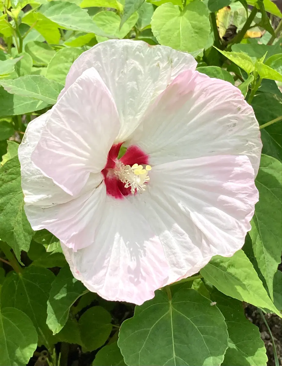 4輪目で、やっと綺麗な花姿に(*´∀`)♪｜園芸日記byスミヱ｜みんなの