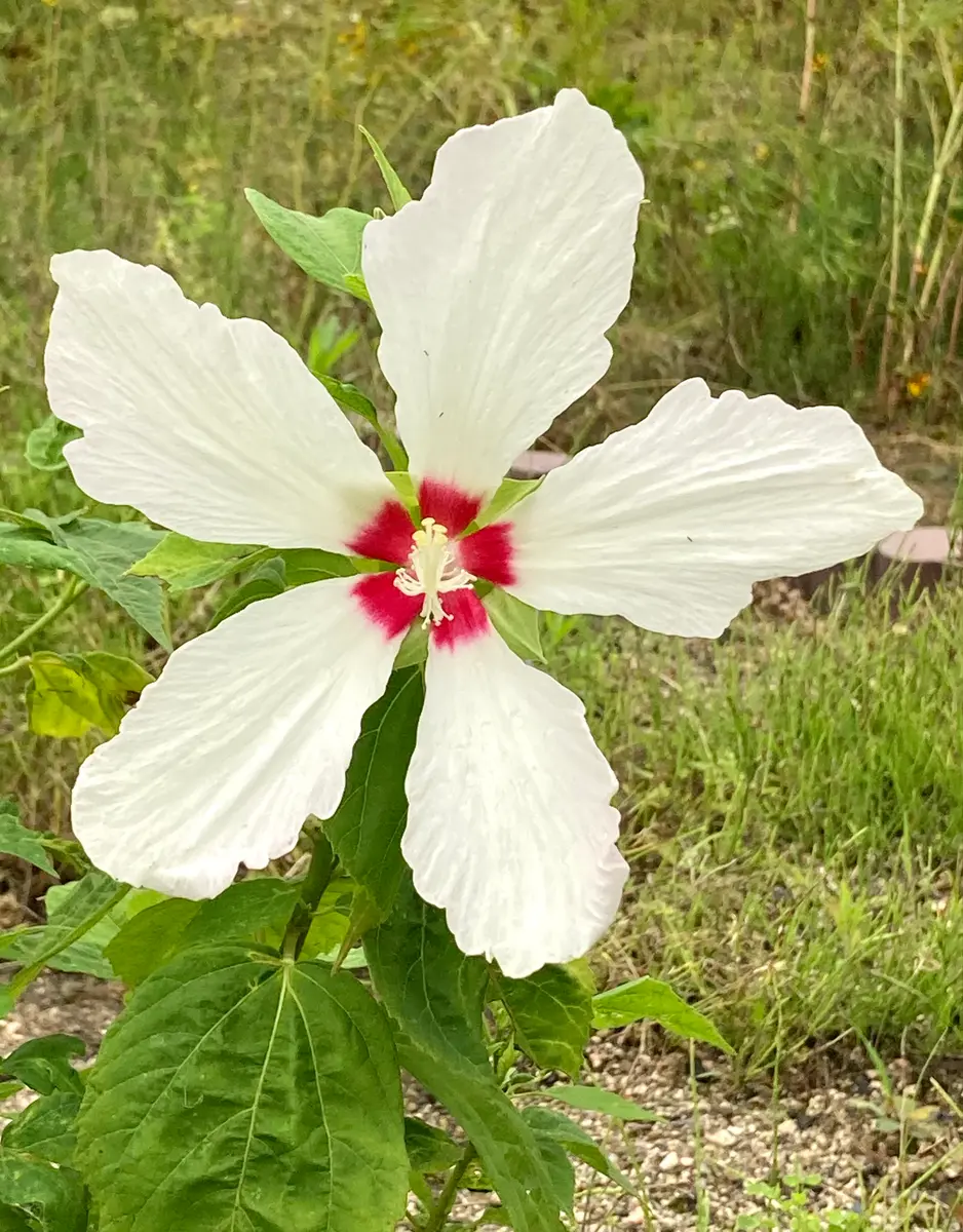 4輪目で、やっと綺麗な花姿に(*´∀`)♪｜園芸日記byスミヱ｜みんなの