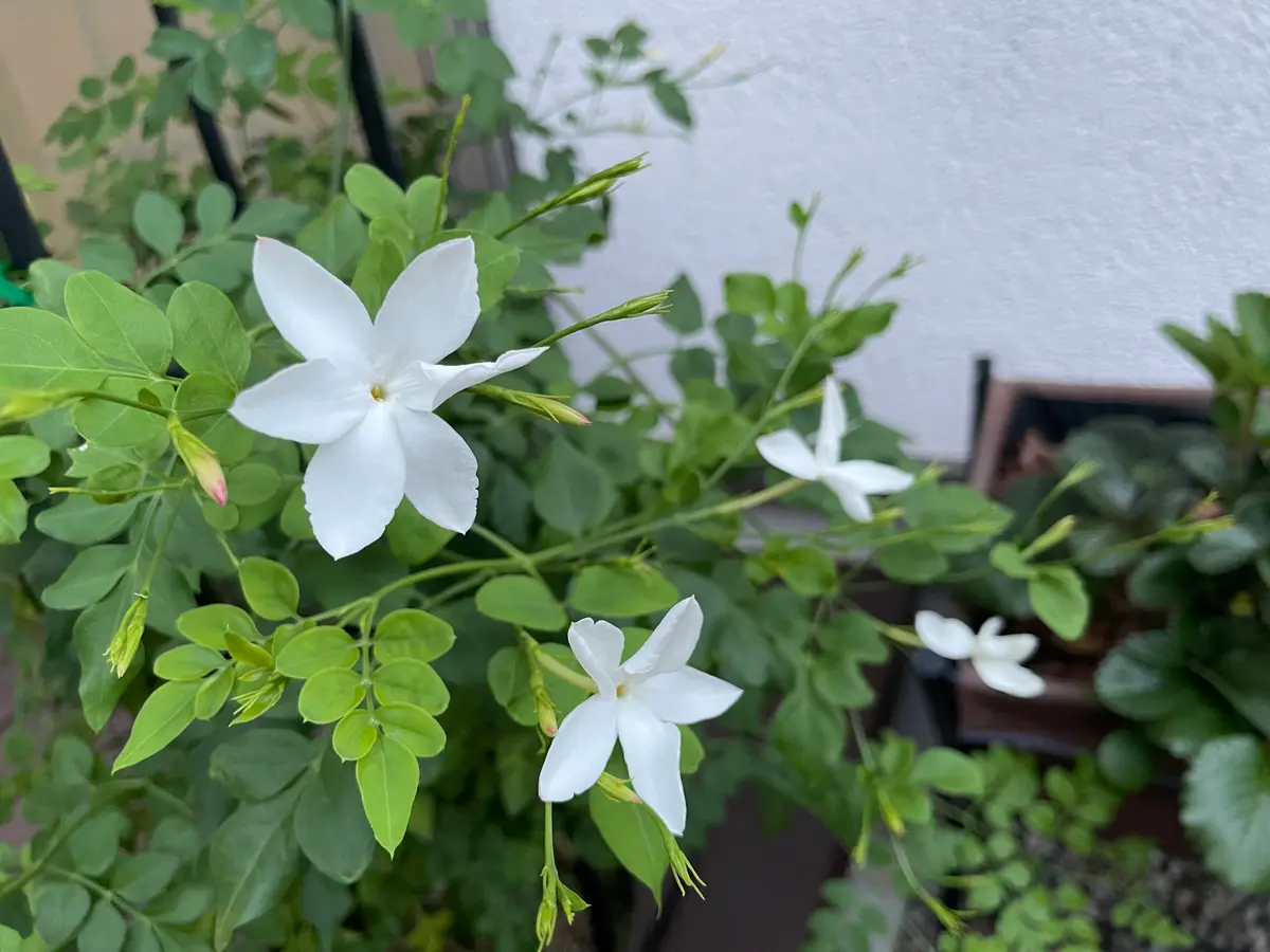 ジャスミン　他の方はご遠慮下さいませ 夕方のジャスミンはいい香り｜園芸日記byこうのすけ｜みんなの趣味の