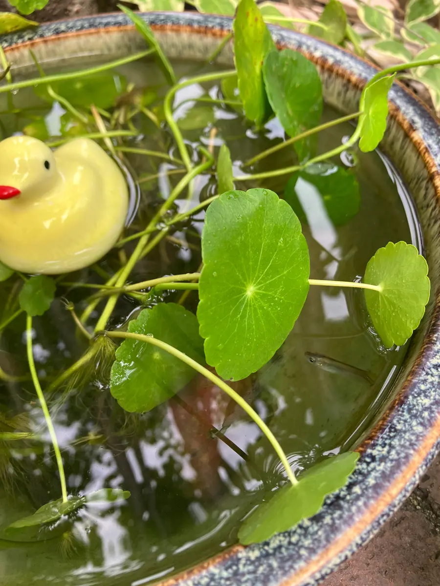 睡蓮鉢でメダカを育てる♪｜園芸日記byあやふぅ｜みんなの趣味の
