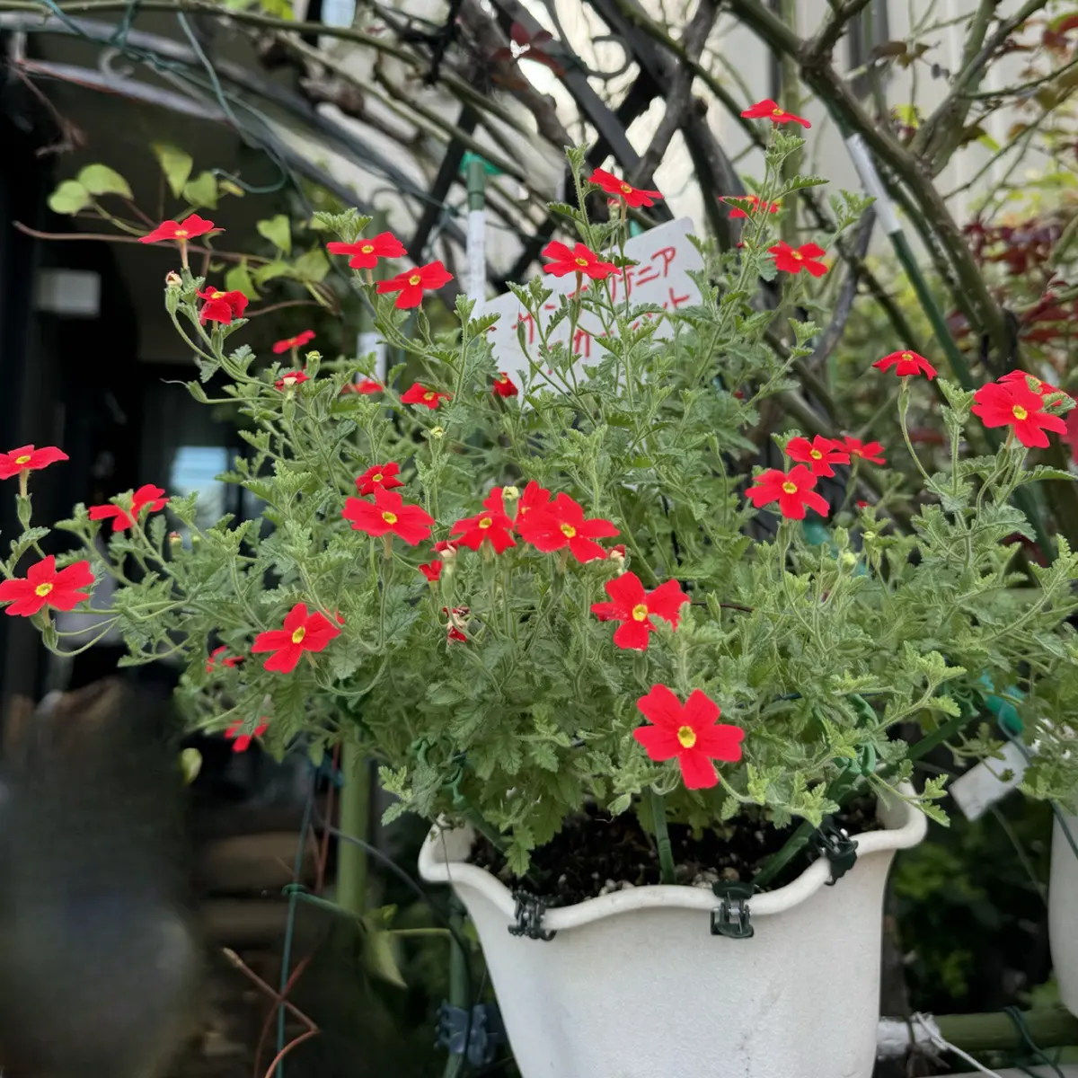 暑い一日でした 赤と黄色の花｜園芸日記byMemoryofHappyRose｜みんなの