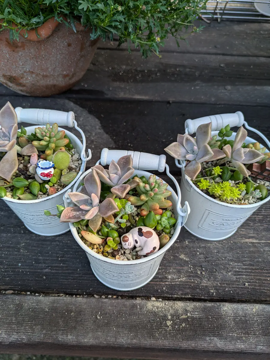 多肉植物🌿夏の装い｜園芸日記byリーフーミン｜みんなの趣味の園芸