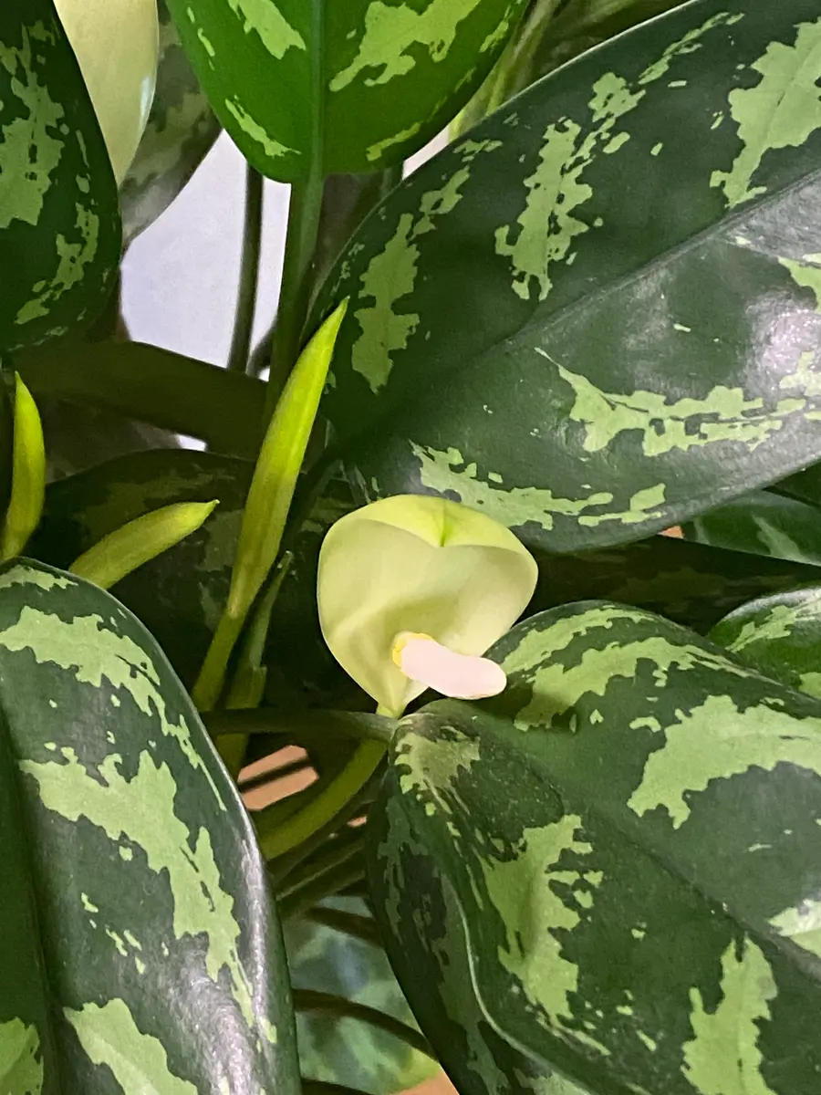 アグラオネマの花｜園芸日記by染ちゃん｜みんなの趣味の園芸｜1233423