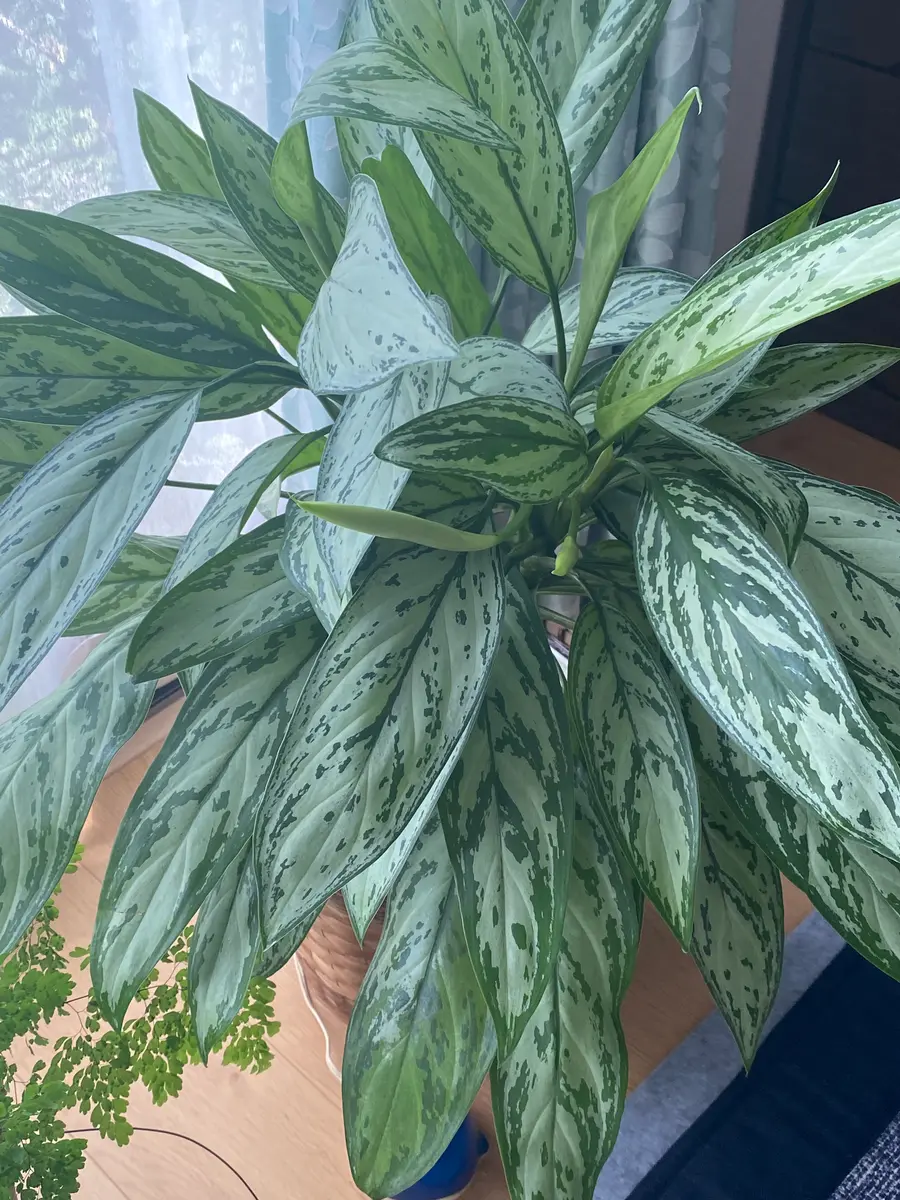 アグラオネマの花｜園芸日記by染ちゃん｜みんなの趣味の園芸｜1233423