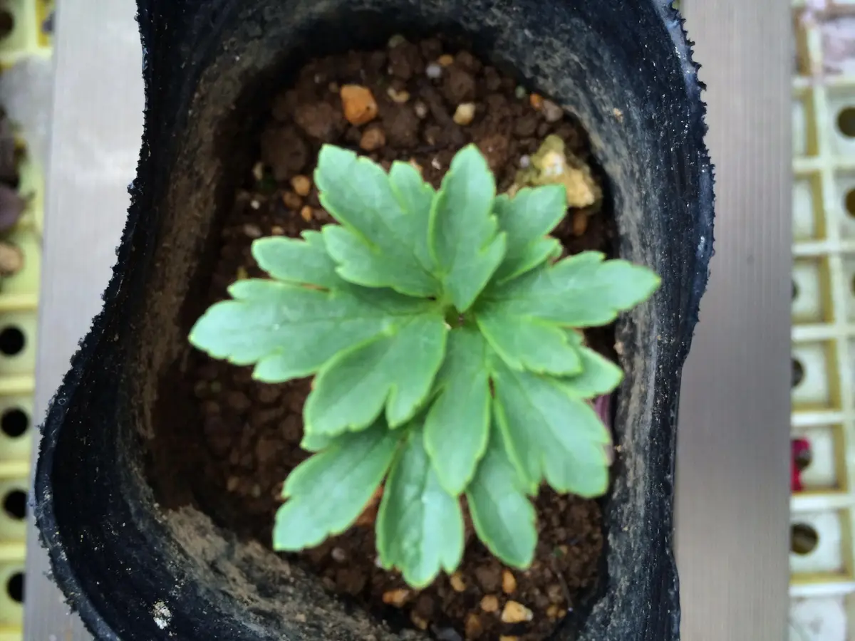 ㉕-123クリスマスローズ クリスマスローズssレッドネオン