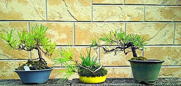 実生から9年生『赤松』｜園芸日記bymeika｜みんなの趣味の園芸｜1234590