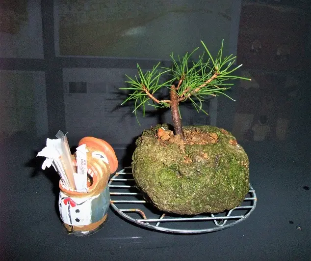 実生から9年生『赤松』｜園芸日記bymeika｜みんなの趣味の園芸｜1234590