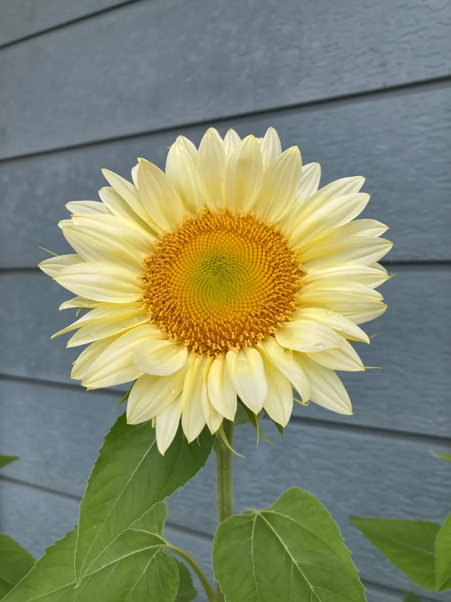 ひまわり🌻が咲きました🫶🏻｜園芸日記by水色ガーデン｜みんなの趣味の