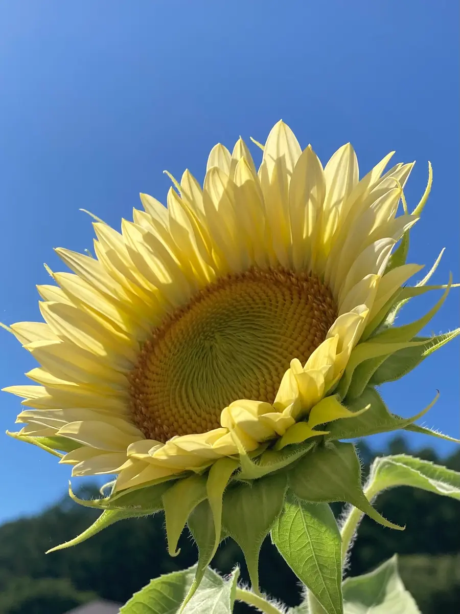 ひまわり🌻が咲きました🫶🏻｜園芸日記by水色ガーデン｜みんなの趣味の