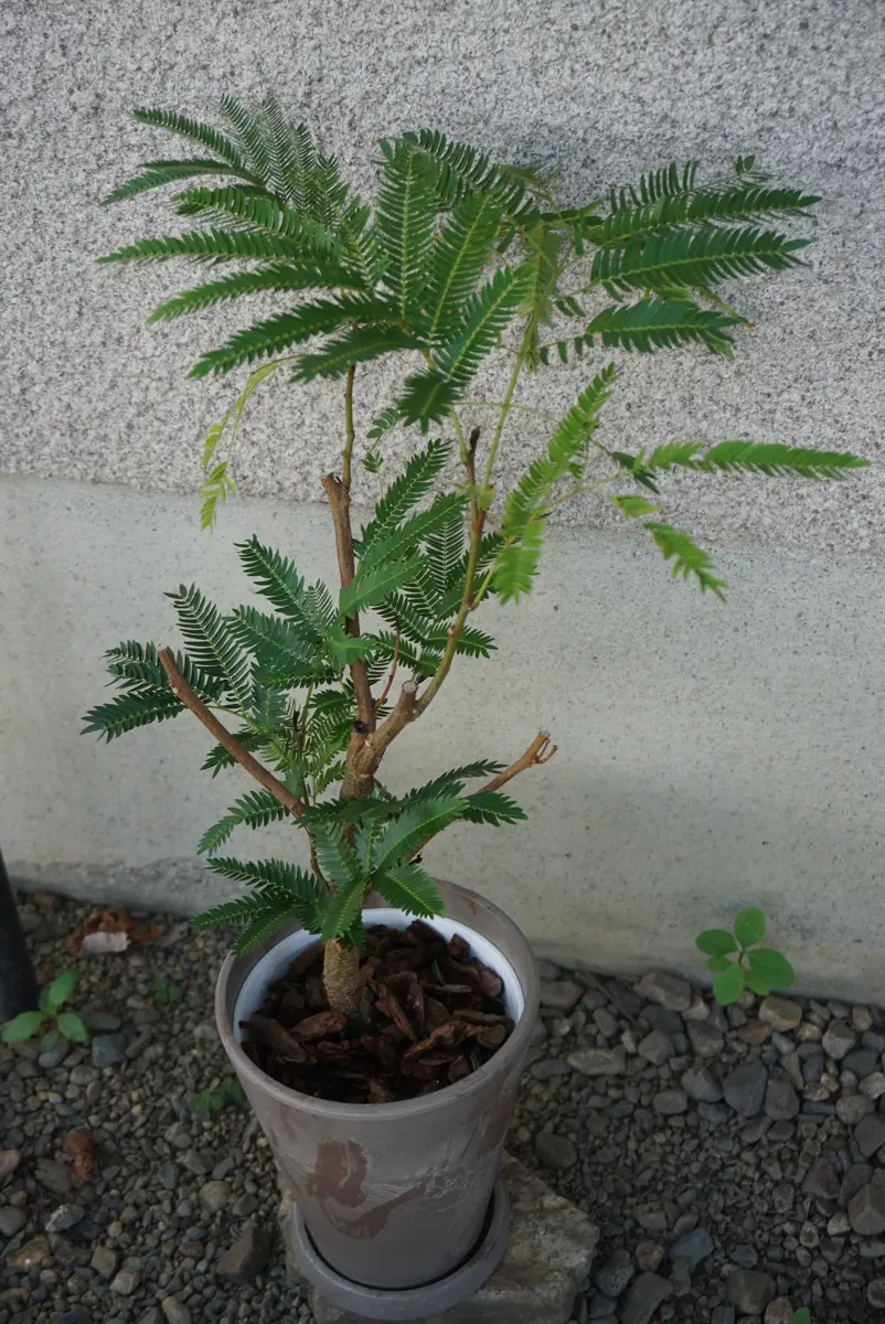 ネムノキ盆栽｜園芸日記byあめんぼ｜みんなの趣味の園芸｜1234887
