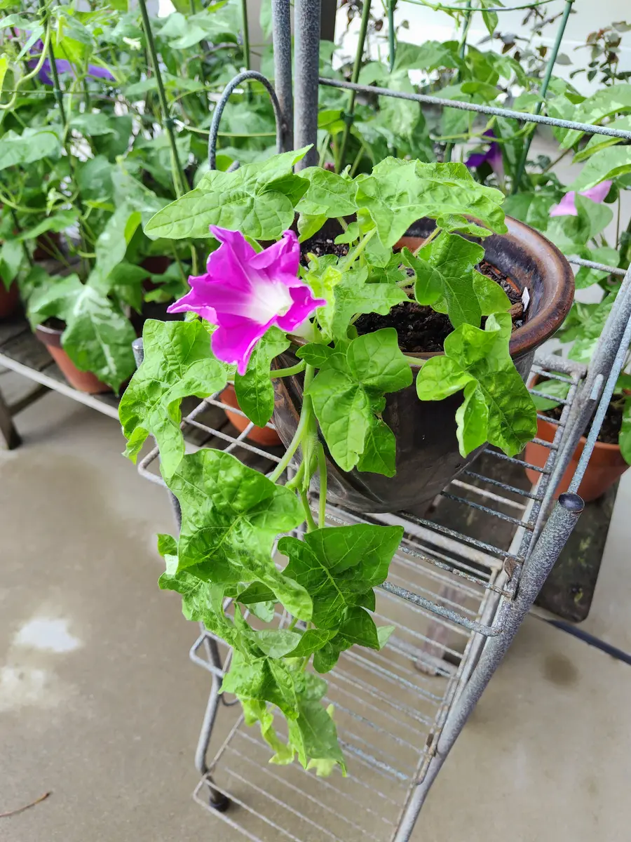 【N2点おまとめ】ぼかし朝顔・花薬玉ライムグリーン絞り 向島百花園 on X: 