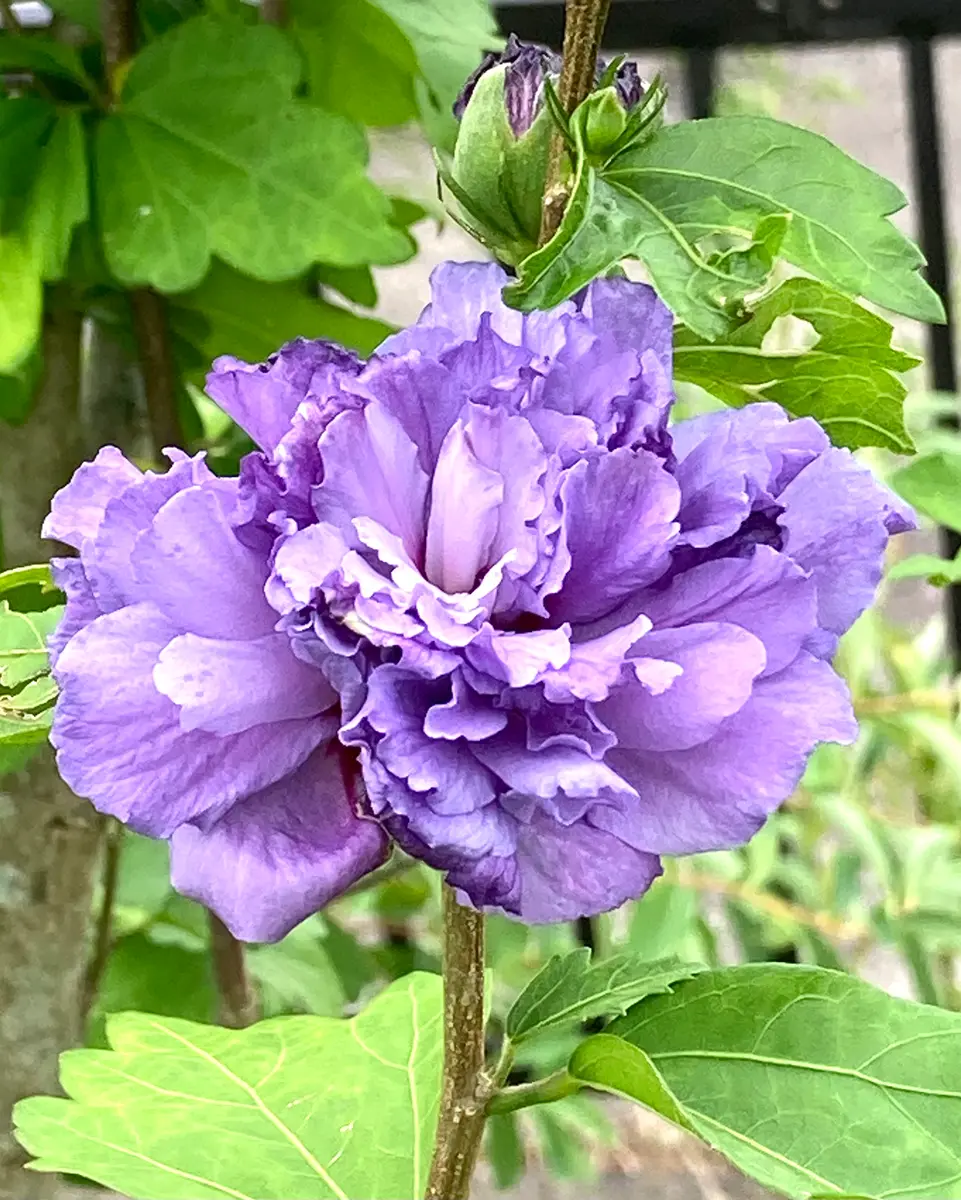 間近でこそ“紫玉”の美が❣️🔮｜園芸日記byスミヱ｜みんなの趣味の園芸