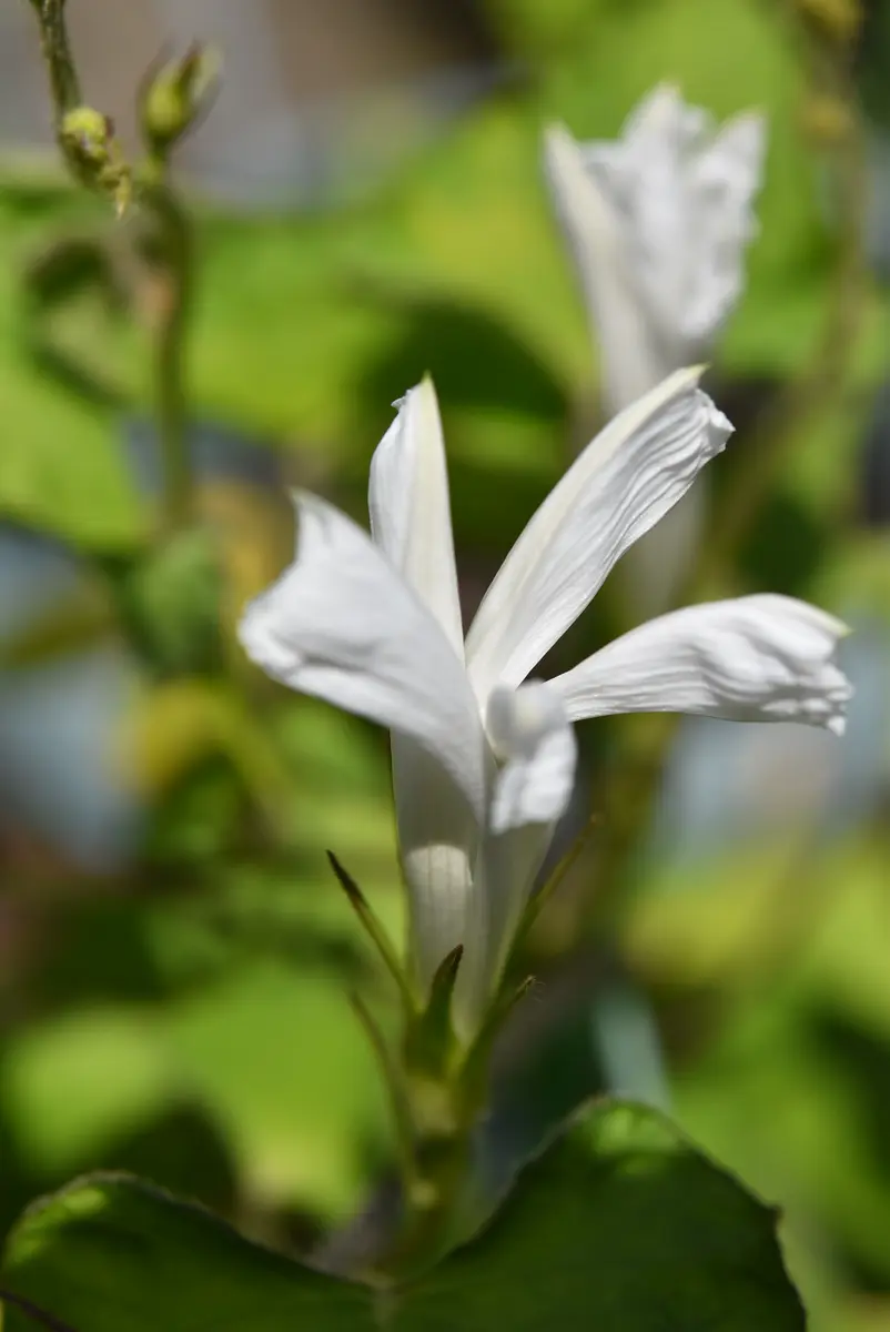 変化朝顔 s5437 咲き比べました｜園芸日記by赤いハナミズキ｜みんなの