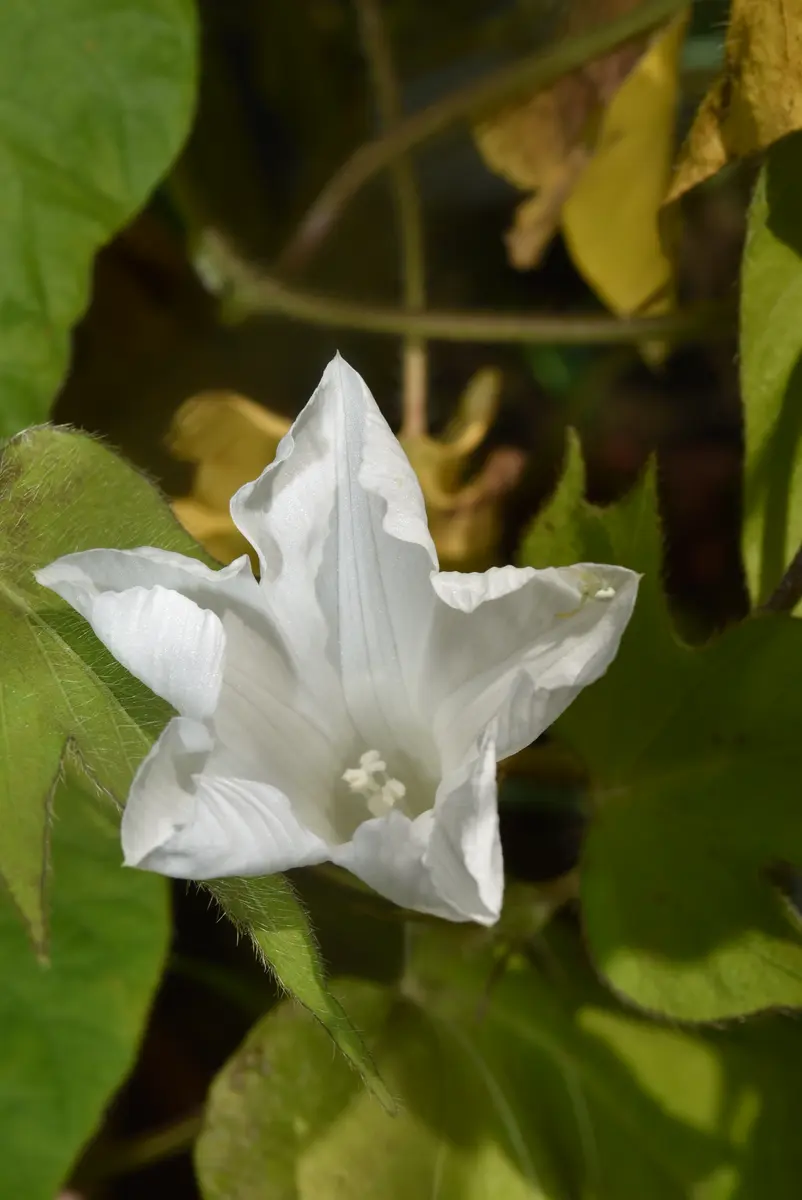 変化朝顔 s5437 咲き比べました｜園芸日記by赤いハナミズキ｜みんなの