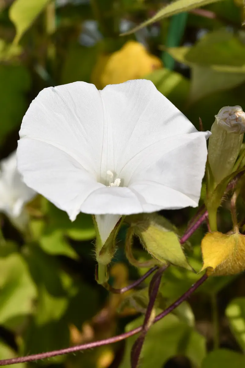 変化朝顔 s5437 咲き比べました｜園芸日記by赤いハナミズキ｜みんなの