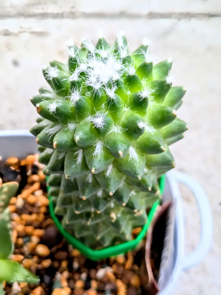 サボテン マミラリア（エルサム？）｜園芸日記byゆうまあ｜みんなの