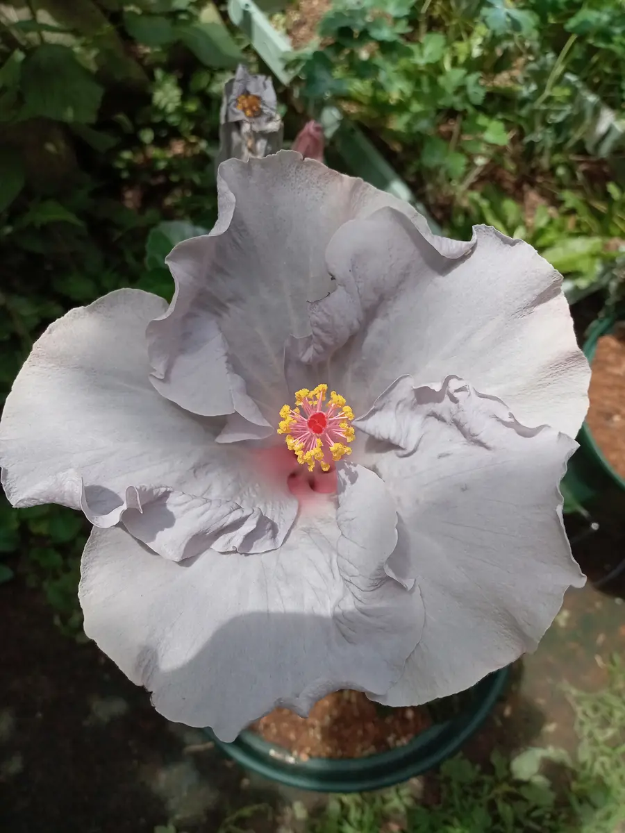 〈必見〉ハワイアンレトロ希少品 ハイビスカスの花付き女性の顔像 必見〉ハワイアンレトロ希少品 ハイビスカスの花付き女性の顔像 必見