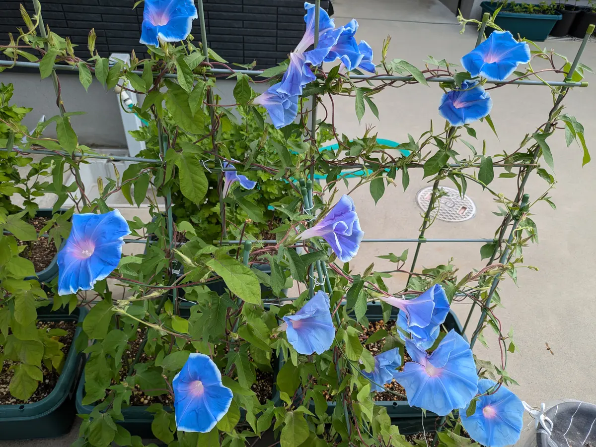 夏休みの自由研究?️ 、朝顔のツルが限界?｜園芸日記by黄小町 