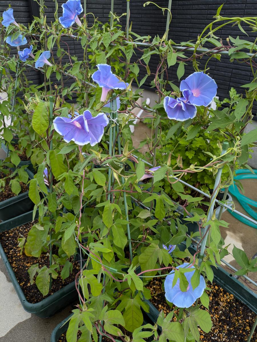 夏休みの自由研究?️ 、朝顔のツルが限界?｜園芸日記by黄小町 