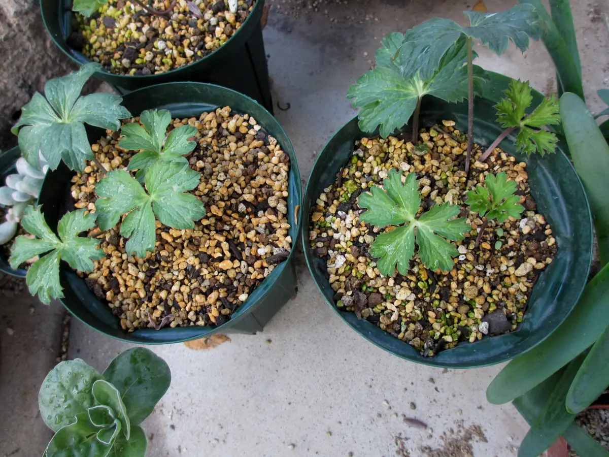 アネモネ・パブニナ株分け成功[i:204]｜園芸日記byまつ虫｜みんなの