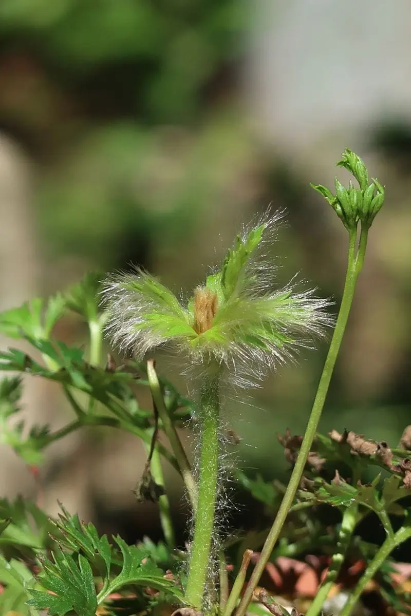 山野草　エゾツクモグサ　実生2年B ツクモグサ｜園芸日記bykusaokina｜みんなの趣味の園芸｜1237166