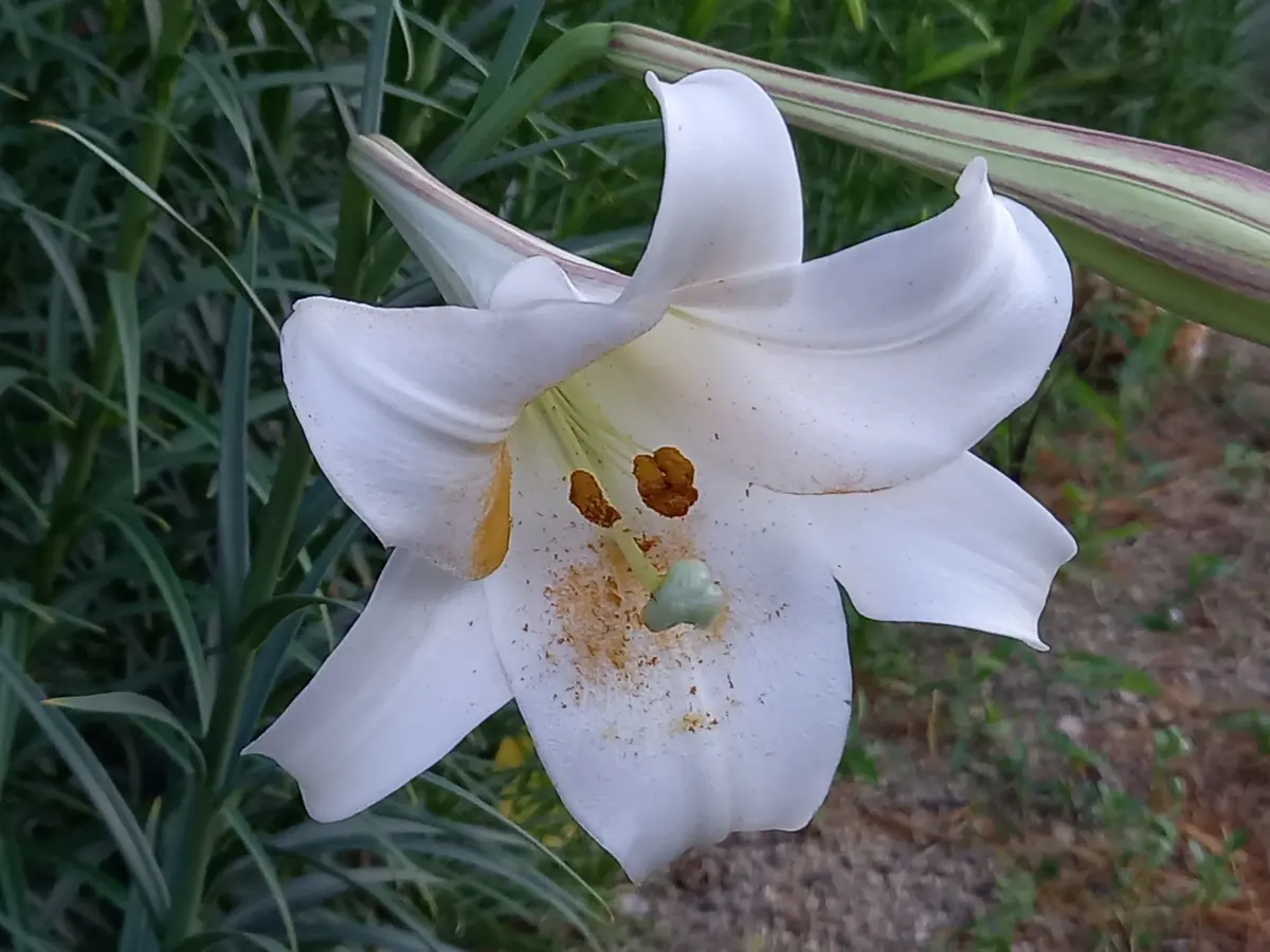 タカサゴユリ｜園芸日記byこんちゃん｜みんなの趣味の園芸｜1237247