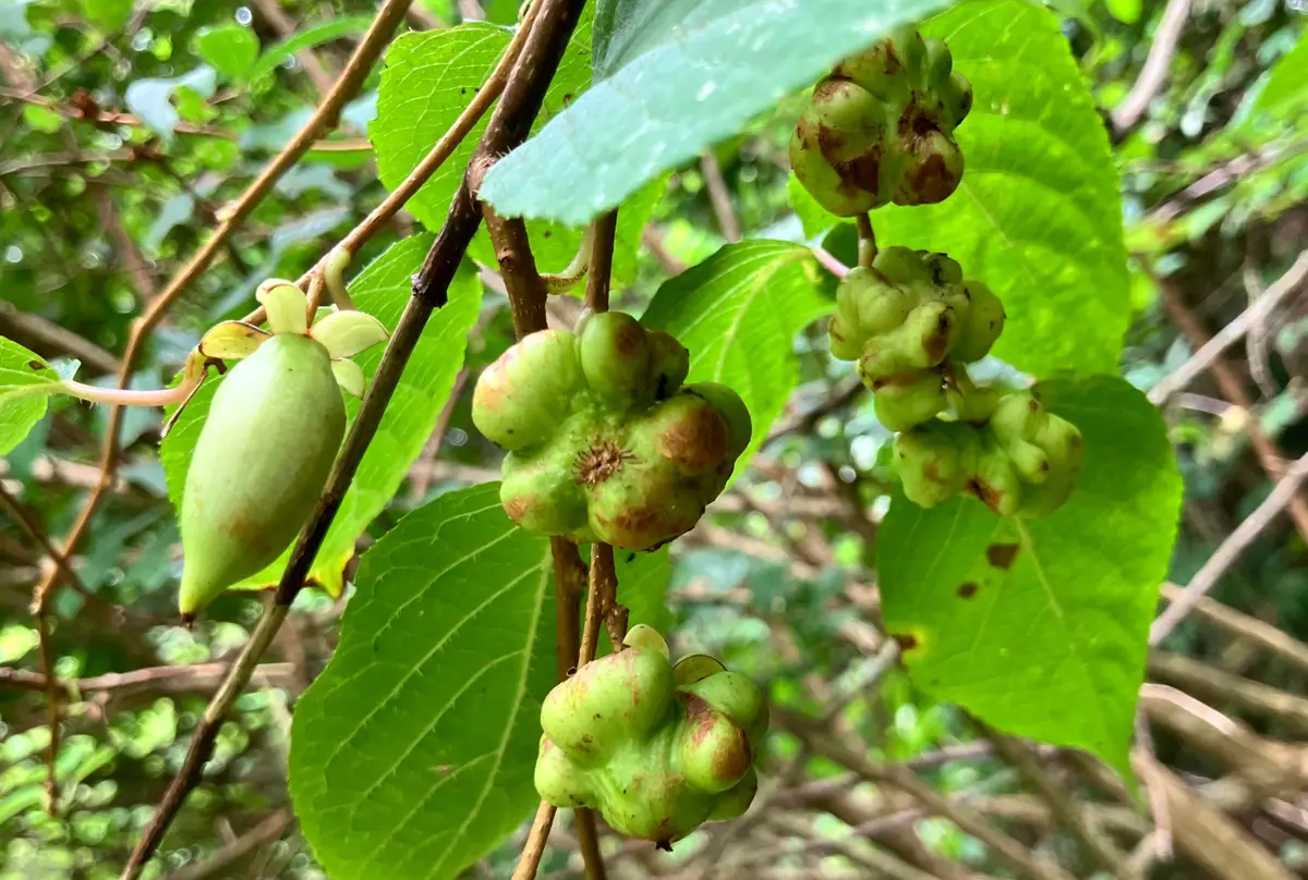 マタタビを見つけました｜園芸日記byヒデ3｜みんなの趣味の園芸｜1237490